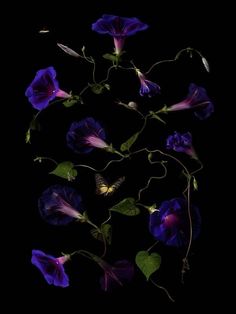 purple flowers and a butterfly on a black background