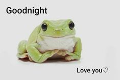 a green frog with black eyes sitting on the ground and looking at the camera, white background