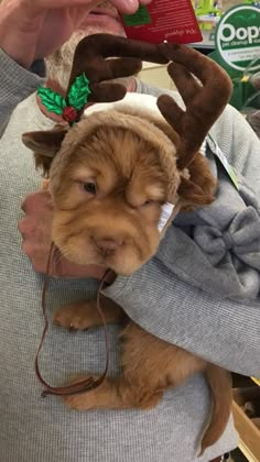 a person holding a dog wearing a reindeer hat