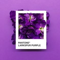 purple flowers are arranged in a square white frame on a purple background with the words pantonee lakspur purple