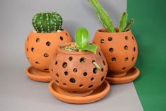 three clay potted plants sitting on saucers with one plant in it's center