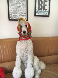 a white poodle sitting on top of a brown couch