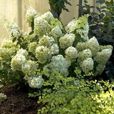 a bunch of flowers that are sitting in the dirt