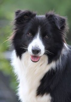 a black and white dog standing in the grass