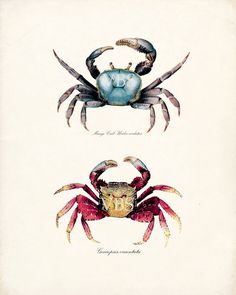 two crabs in different colors on a white background