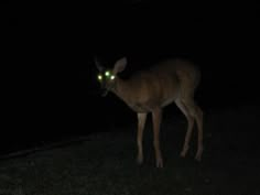 a deer with glowing eyes standing in the dark