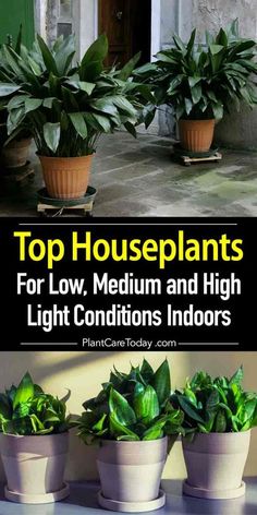 top houseplants for low, medium and high light conditions indoors are easy to grow