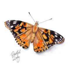 an orange and black butterfly sitting on top of a white surface