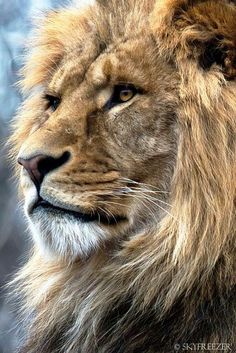 a close up photo of a lion's face