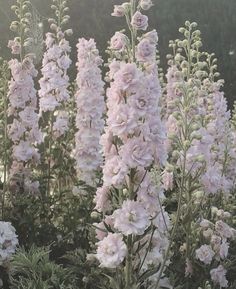 pink flowers are blooming in the garden