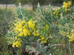 some yellow flowers are growing in the grass