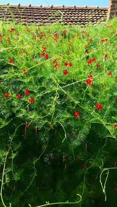 red flowers growing in the middle of a green field next to a brick wall and roof