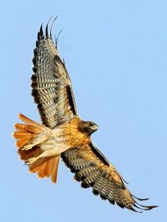 a bird flying through the air with its wings spread