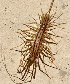 a sea urchin is laying on the sand