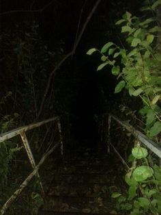 the stairs lead down to the dark woods