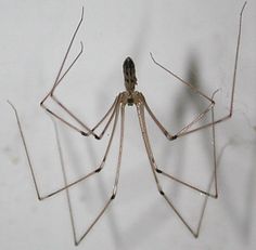 a close up of a mosquito on a white surface