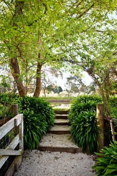 a pathway leading up to some trees and bushes