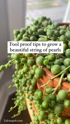 a potted plant with some green berries growing out of it and the words fool proof tips to grow a beautiful string of pearls