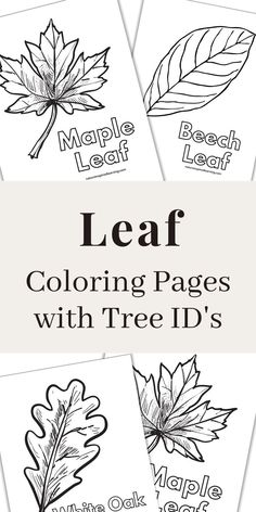 black and white leaf printables overlapping with a grey rectangle in the middle with text overlay Leaves Activities For Kindergarten, Preschool Leaf Theme, Leaf Unit Study Kindergarten, Leaf Lesson Plans Preschool, Tree Lesson Plans Preschool, Tree Art For Preschool, Tree Kindergarten Activities, Tree Day Activities For Kids, Parts Of A Tree Worksheet