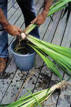 a man is holding some green plants in a bucket on a wooden decking area