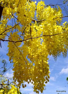 yellow flowers are blooming on the branches of trees in front of a blue sky