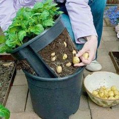 a facebook page with an image of potatoes growing out of a potted planter