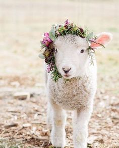 a sheep with flowers on its head is standing in the grass and has a pink heart