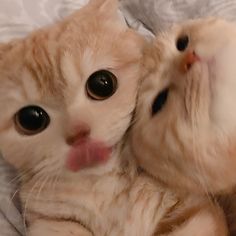 an orange cat laying on its back with it's face touching another cat's head