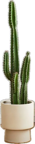 a green cactus in a white pot