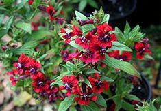 red and purple flowers blooming in the garden