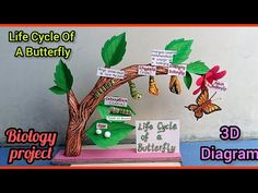 the life cycle of a butterfly is displayed in front of a sign that reads,'life cycle of a butterfly '