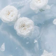 three white flowers floating in water with ice on the bottom and one flower is blooming