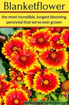 flowers that are red and yellow with the words, how do you grow your own blanketflower?