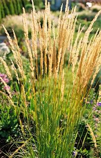 some very pretty plants in a big grassy field