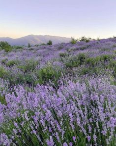 purple flowers in the middle of a field with mountains in the background