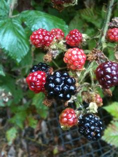 blackberries and raspberries are growing on the plant in front of a wire fence