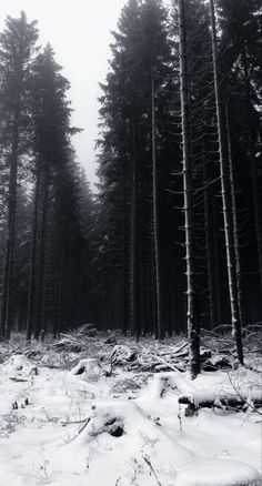 black and white photograph of snow covered ground in front of tall pine trees on a foggy day