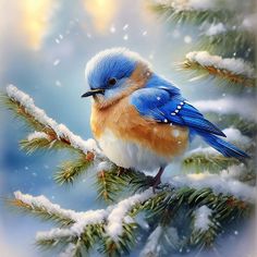 a blue bird sitting on top of a tree branch covered in snow and pine needles