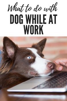 a dog sitting in front of a laptop computer with the words, what to do with dog while at work