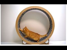 an orange cat is sitting in a round object