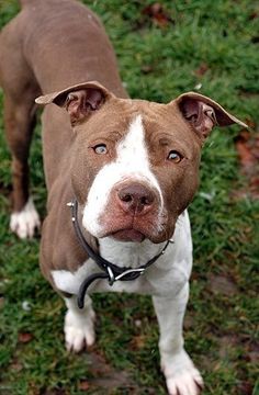 a brown and white dog standing on top of a lush green field