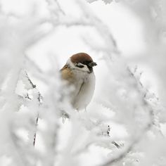 a small bird perched on top of a tree branch covered in snow and ice crystals