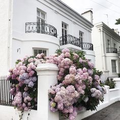 some pink flowers are growing on the side of a white building with balconies