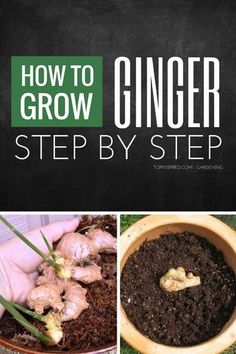 the cover of how to grow ginger step by step book is shown in three different pictures