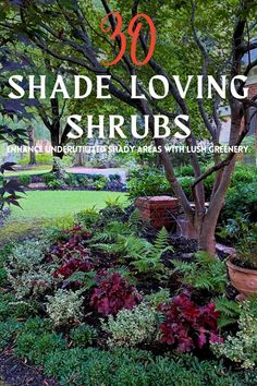 an image of shade loving shrubs with text overlay that reads 30 shade loving shrubs