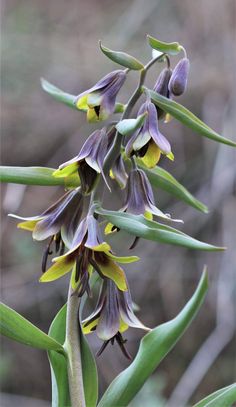 purple and yellow flowers with green stems in the foreground