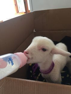 a baby lamb drinking from a bottle in a cardboard box