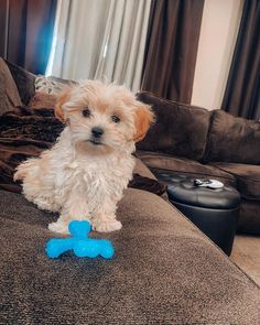 a small white dog sitting on top of a couch next to a blue bone toy