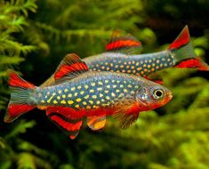 two red and black fish in an aquarium with green plants behind them, one is looking at the camera