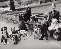 a woman sitting on a bench with many dogs